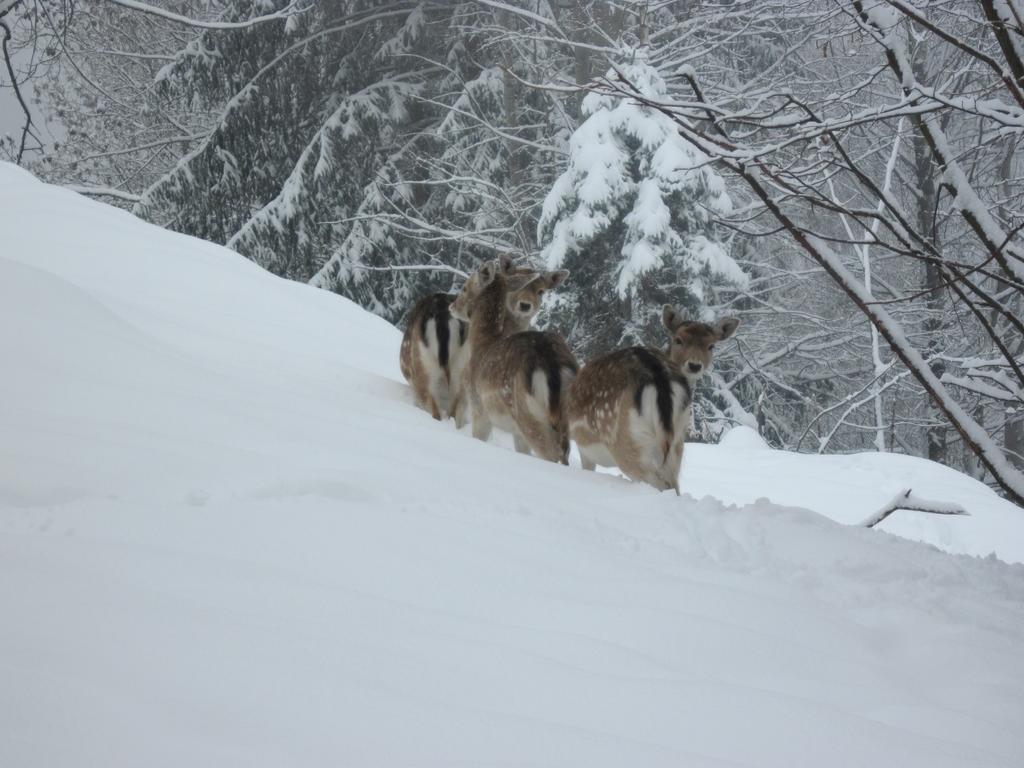 Chalet Catton Four Bedroom Appartement Near Bad Kleinkirchheim ราเดนไทน์ ภายนอก รูปภาพ